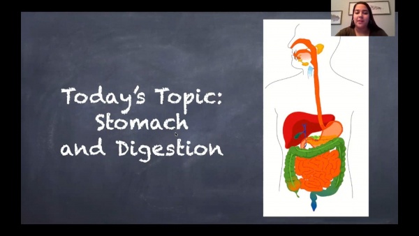 Stomach & Digestion