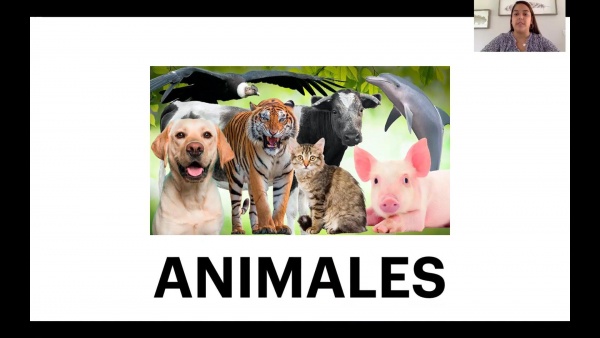 Spanish - Animals